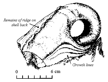 Bellerophon shell